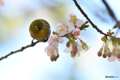 ヒマラヤ桜とメジロ