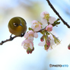 ヒマラヤ桜とメジロ