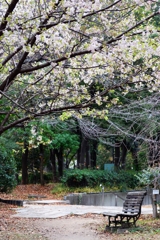 冬桜とベンチ