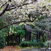 冬桜とベンチ