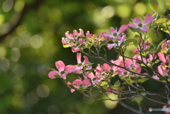 花水木