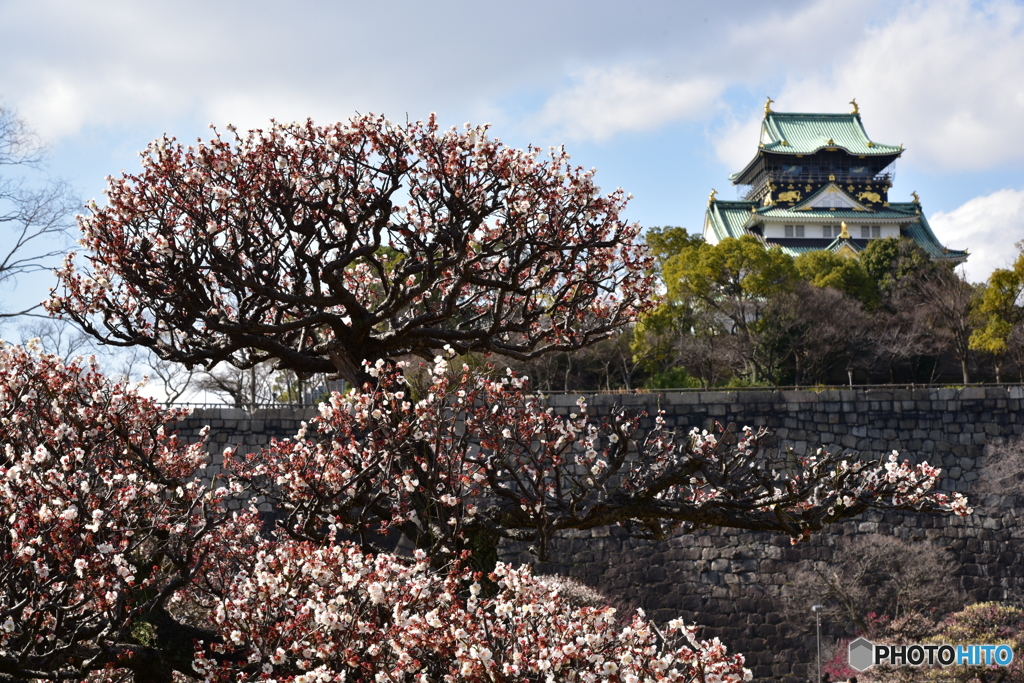 梅 枝