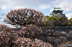 梅 枝