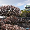 梅 枝