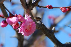梅香に誘われて