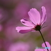 Cosmos　この影は