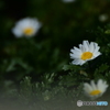 冬の足音