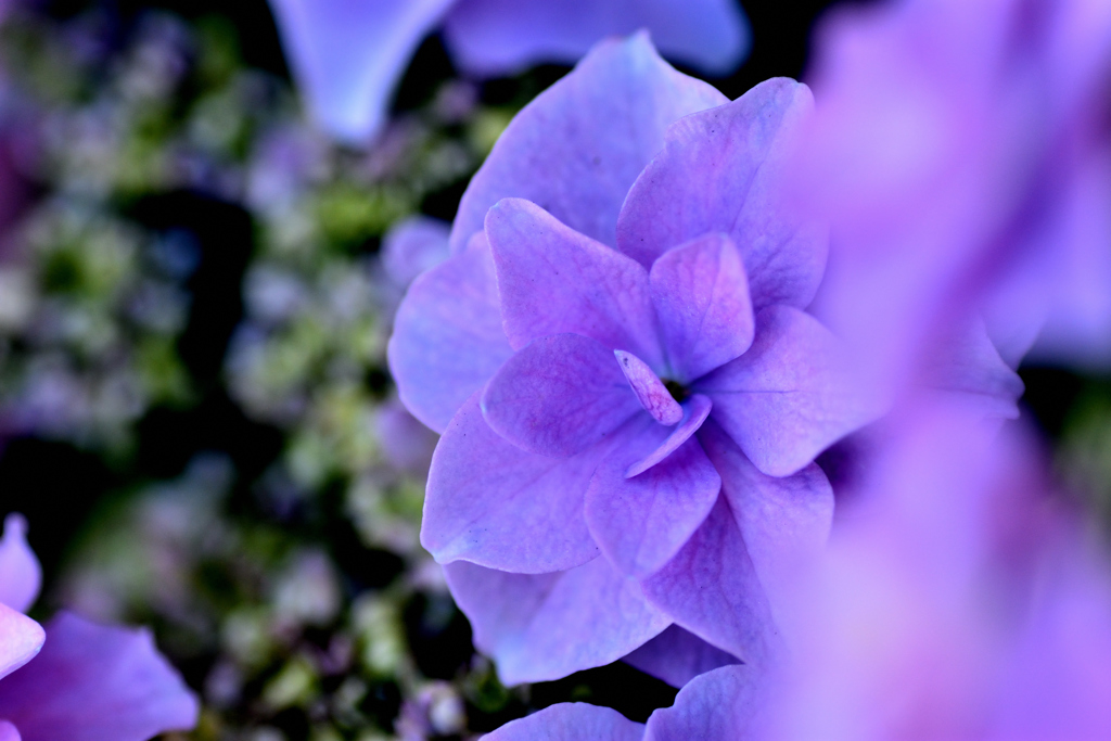 紫陽花