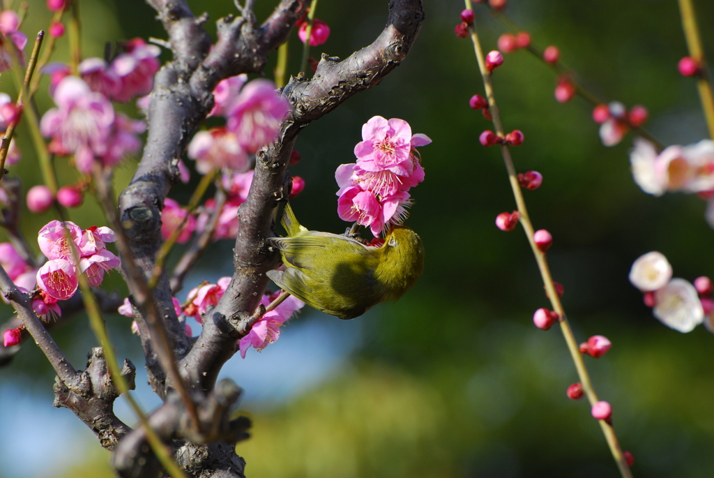 メジロのサーカス１