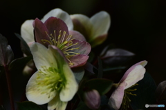 Christmas rose