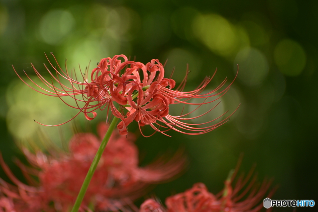 曼珠沙華