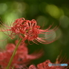 曼珠沙華