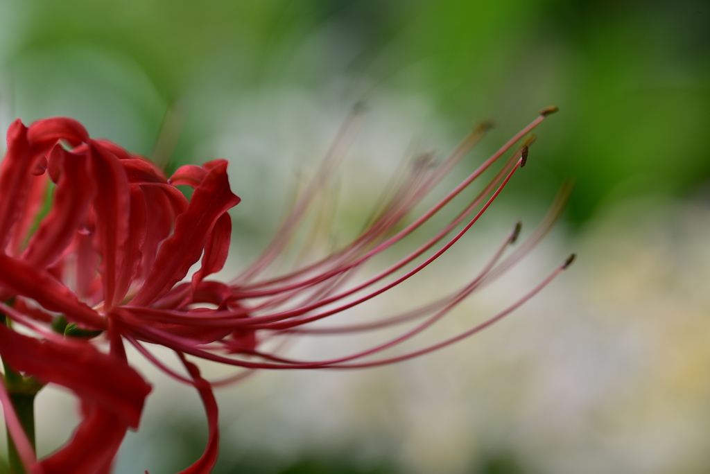 花　美(うっとり)