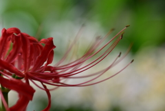 花　美(うっとり)