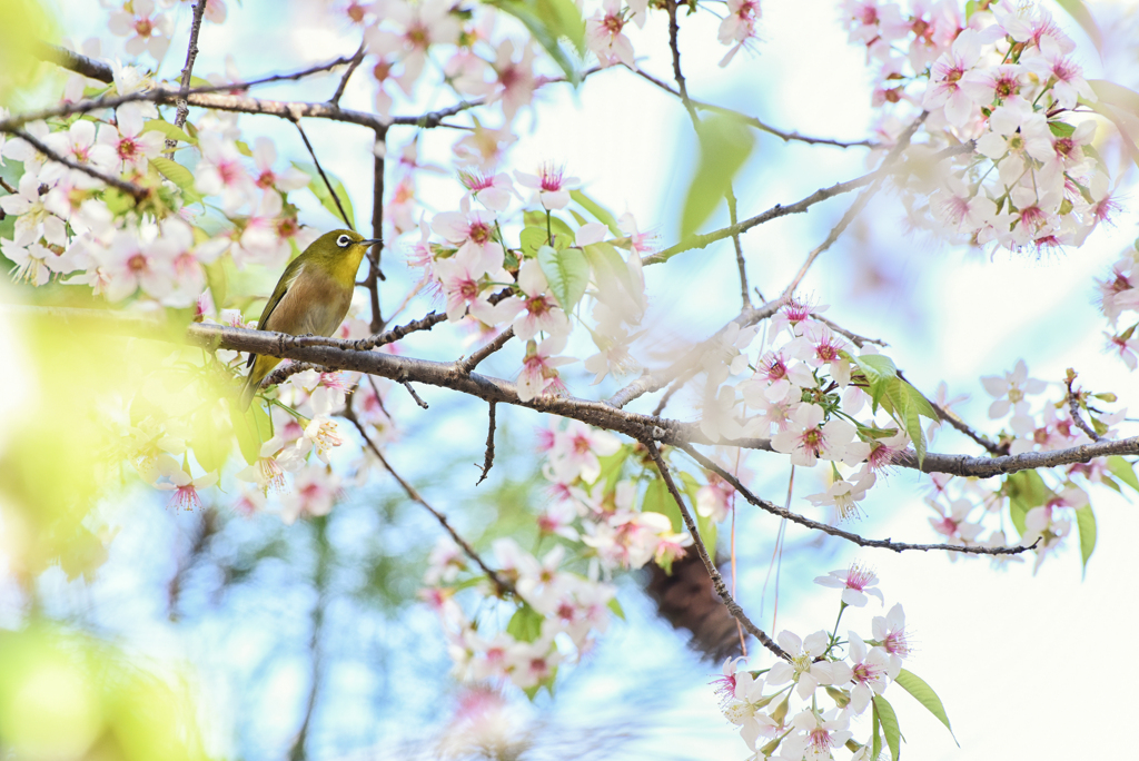 気分は春(ヒマラヤ桜とメジロ)2