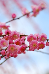 有終の美を飾る梅達 2 有終の美を飾る梅達 2