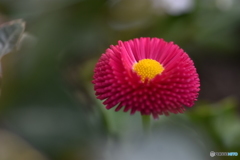 Daisy