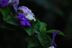 匂蕃茉莉