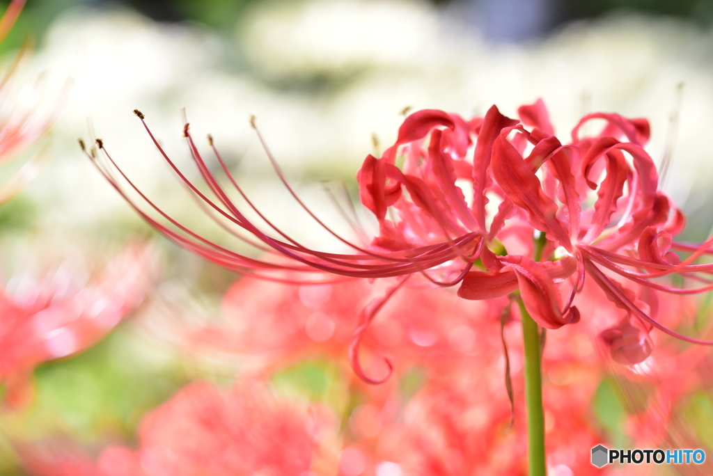 曼珠沙華