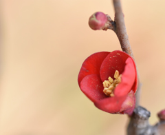花一輪