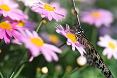 花と蝶(オオゴマダラ)