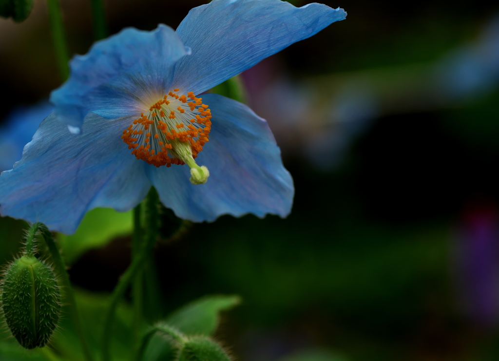 青いケシの仲間