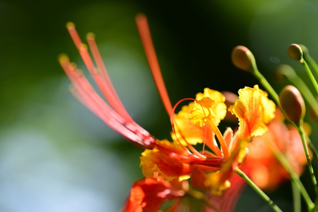 花の魅力 2