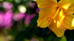 hibiscus