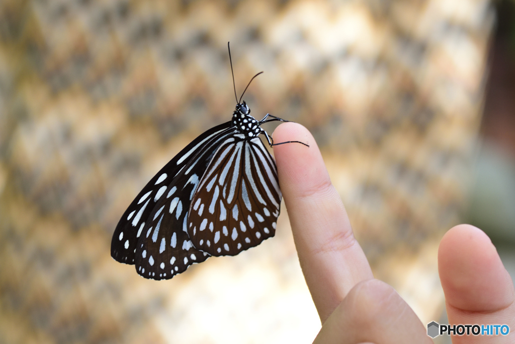 この指とまれ２