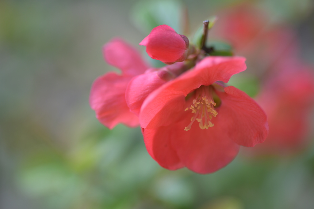 薄紅色