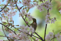 美味じゃの～