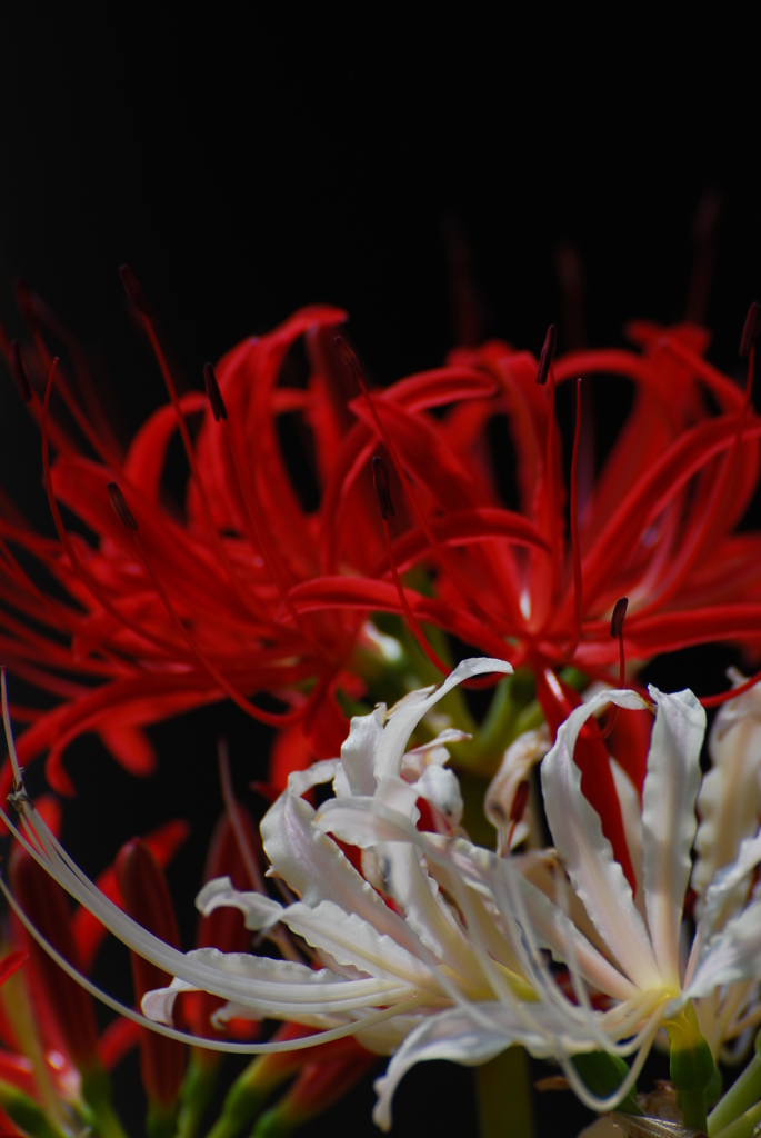 紅白