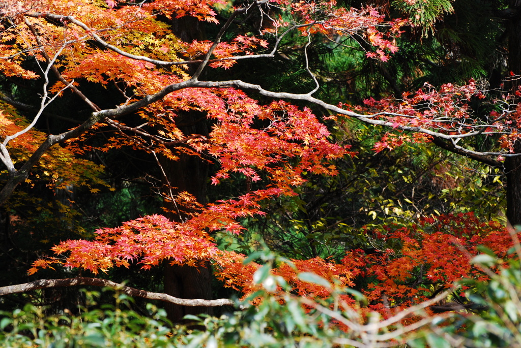 鞍馬にて