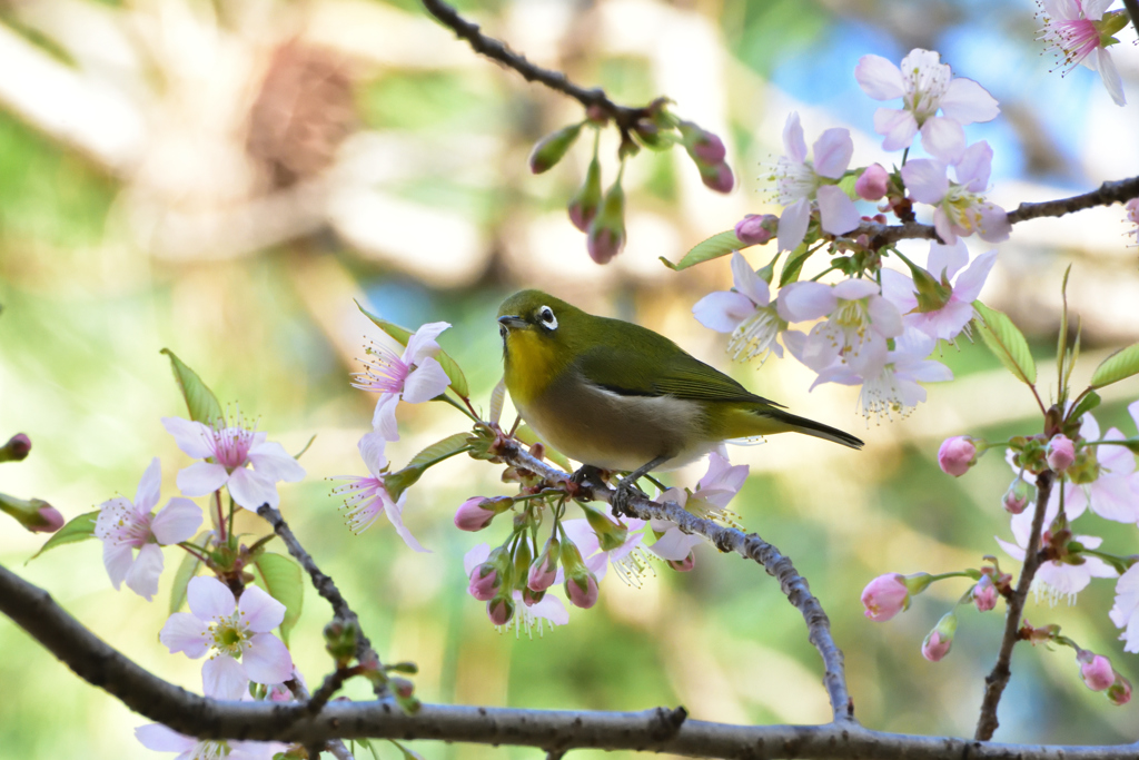 メジロとヒマラヤ桜12
