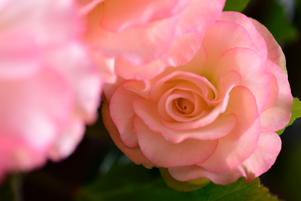 私は薔薇じゃないよ