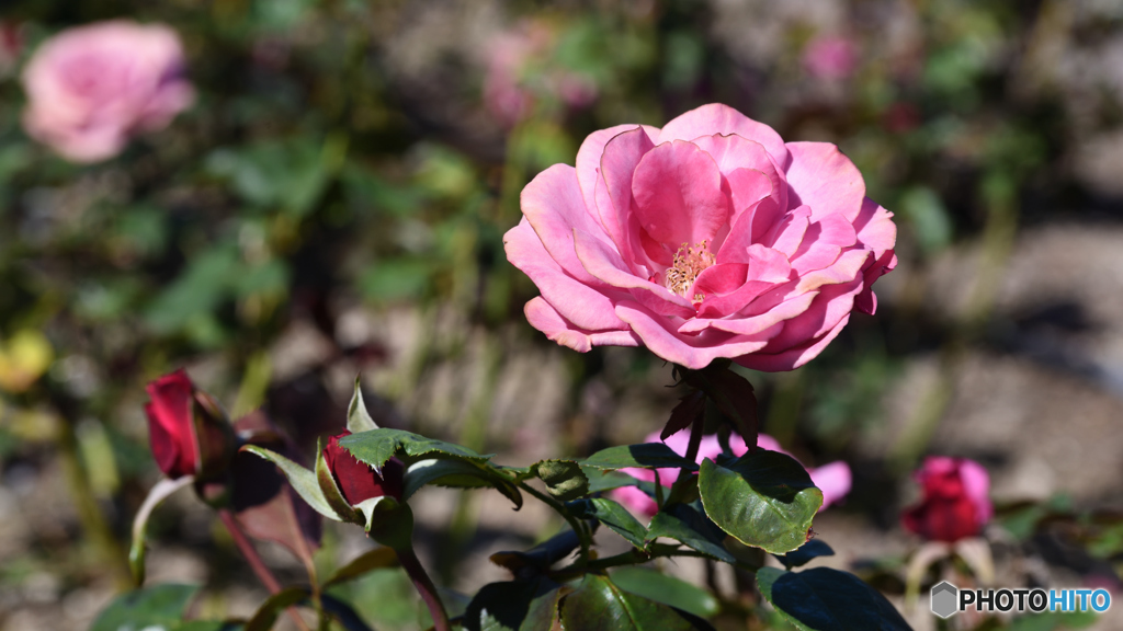 秋の薔薇