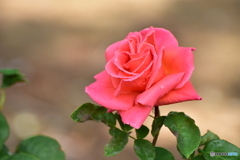 美薔薇