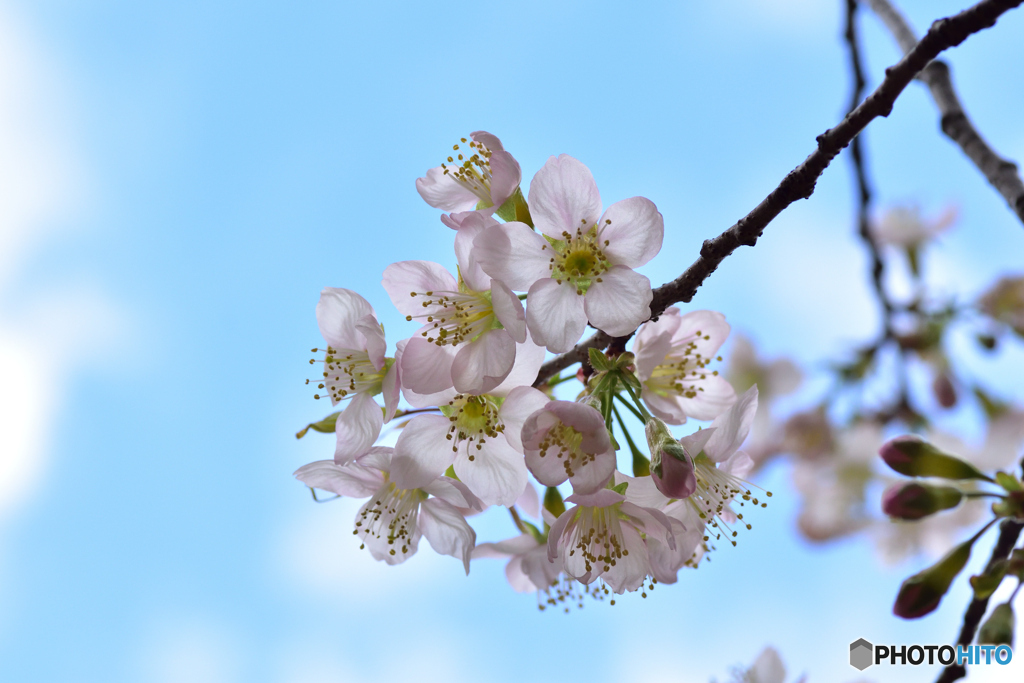 桜咲く