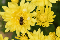綺麗な物には虫が付く
