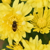 綺麗な物には虫が付く