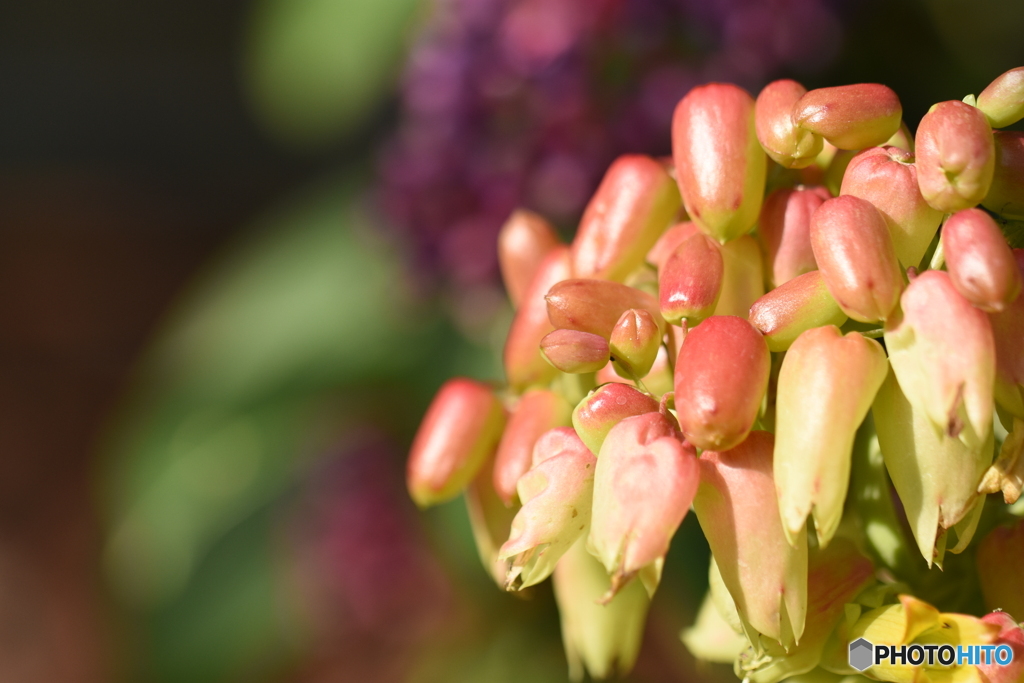 Kalanchoe