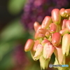 Kalanchoe