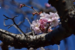 冬桜