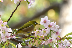 メジロとヒマラヤ桜７