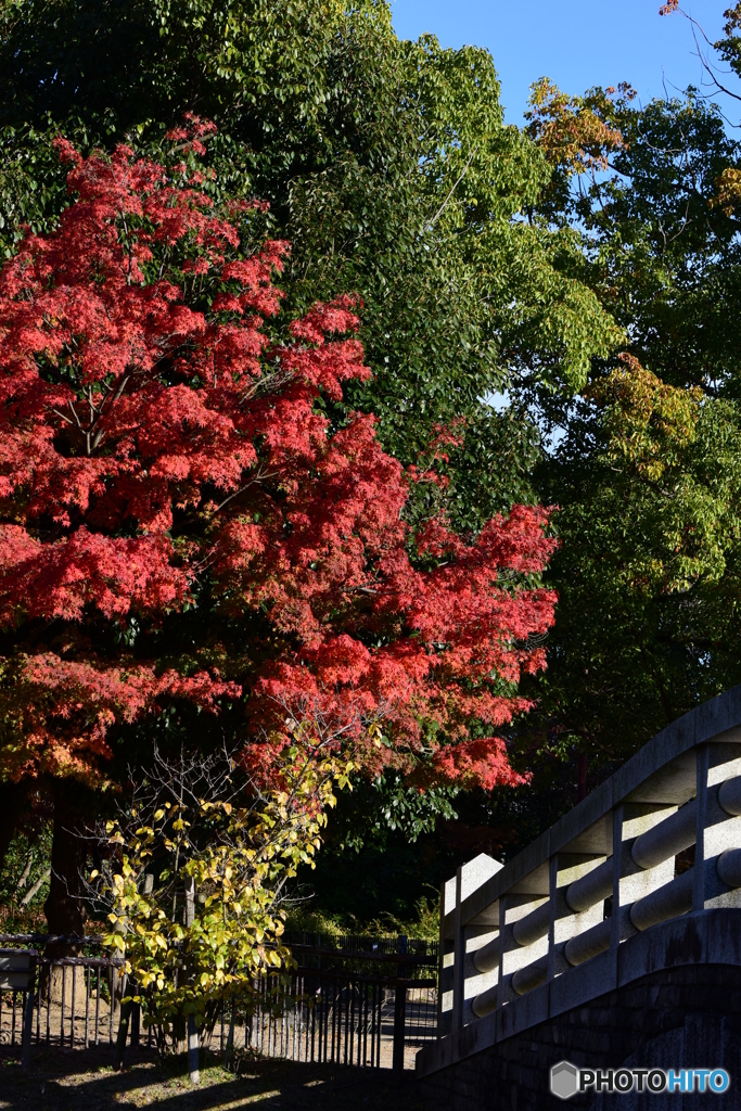 公園の紅葉