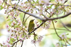 桜にメジロ(冬)