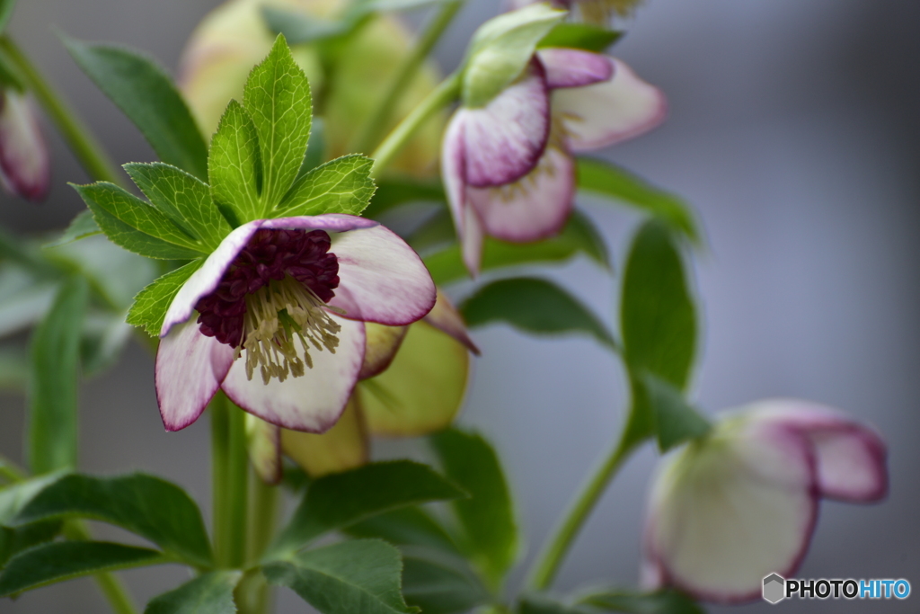 クリスマスローズ 2