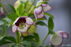 クリスマスローズ 2