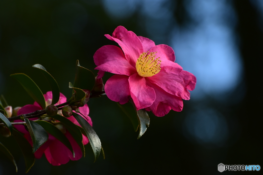 山茶花