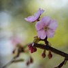 綺麗花びら